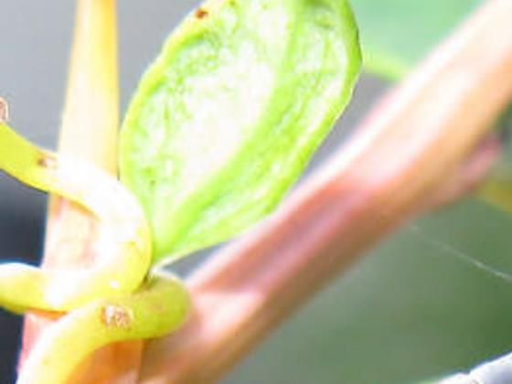 Harmful insects can be trapped at night | Lifestyles ...