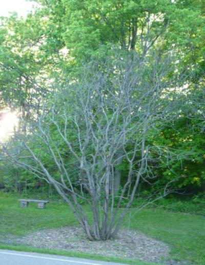 Harsh Winter To Blame For Lack Of Redbud Bloom Lifestyles
