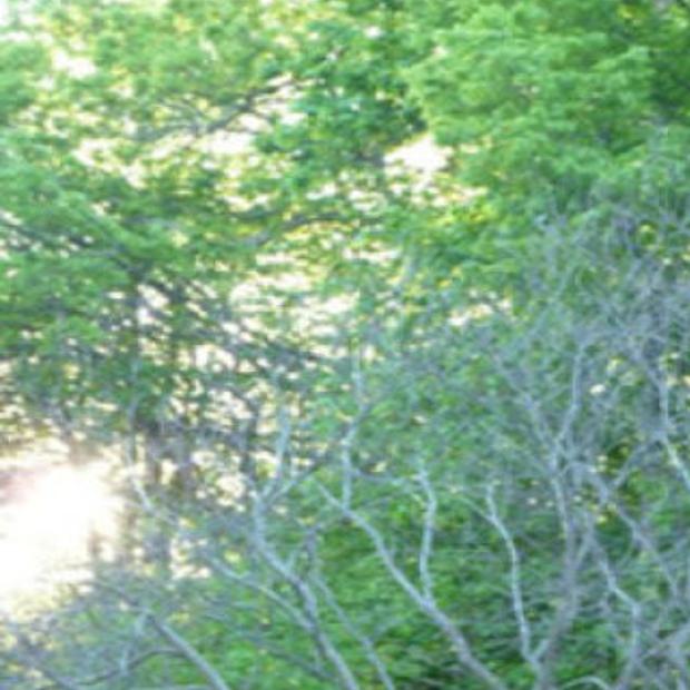 Harsh Winter To Blame For Lack Of Redbud Bloom Lifestyles Mankatofreepress Com