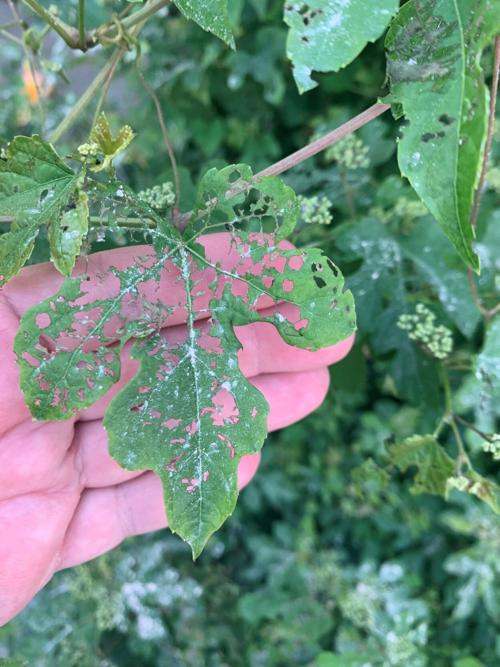 Skelotonized leaves from the Japanese Beetle.jpg