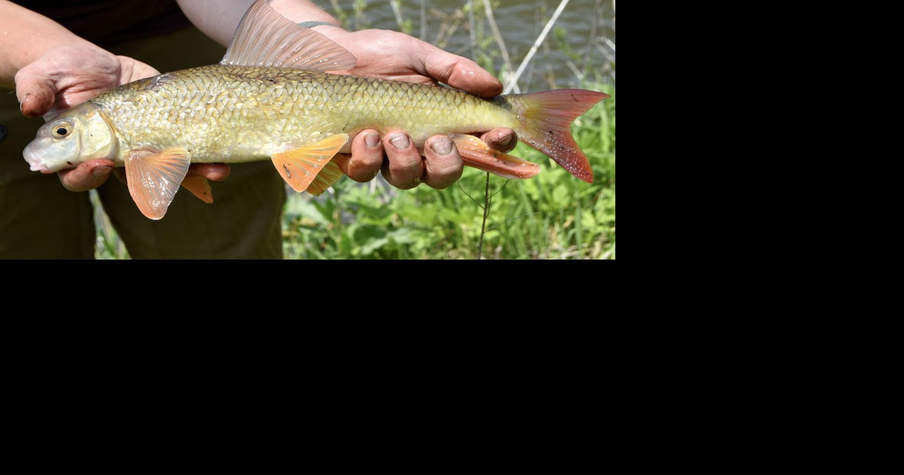 Heilman: Sucker delicacy takes fried fish to new level | Local Sports ...