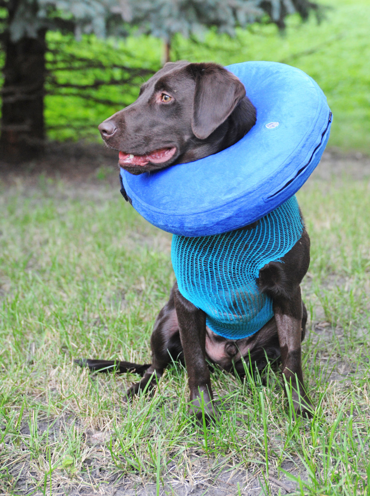 morrisons puppy training pads