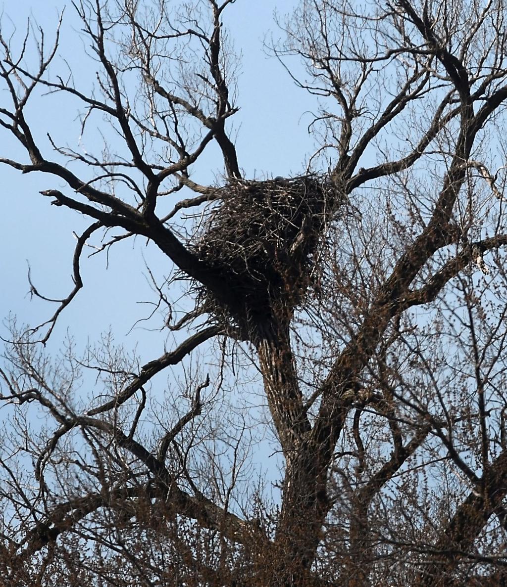 Interest still soars over the eagles | News | mankatofreepress.com