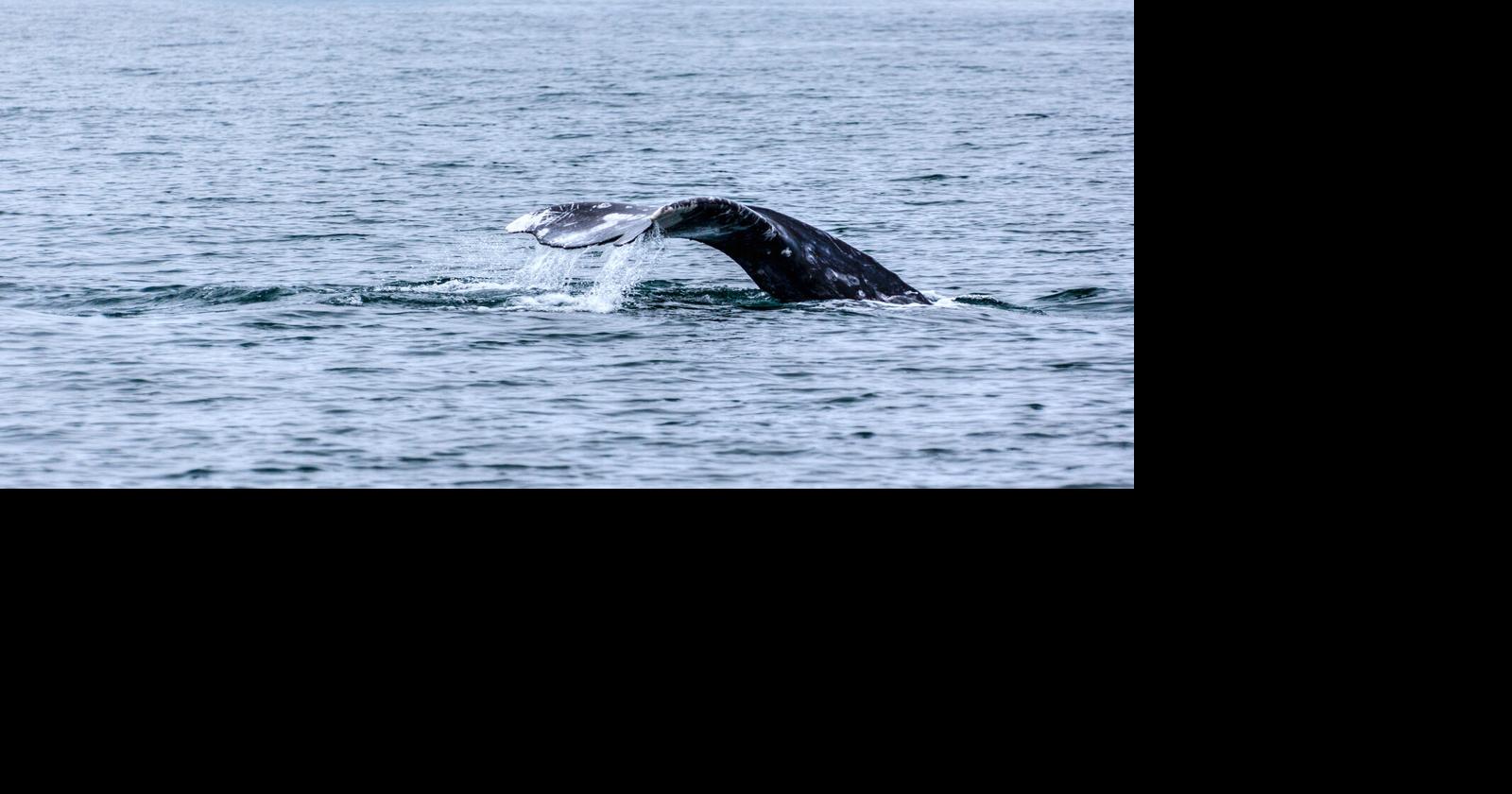 Los 6 mejores lugares del mundo para el avistamiento de ballenas |