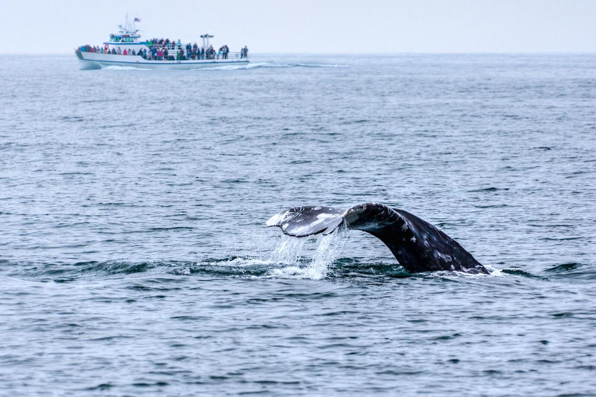 Best Whale-Watching Destinations Around The World