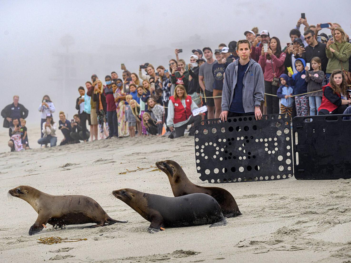 California sea lions are frequently shot in violation of federal  protections | 
