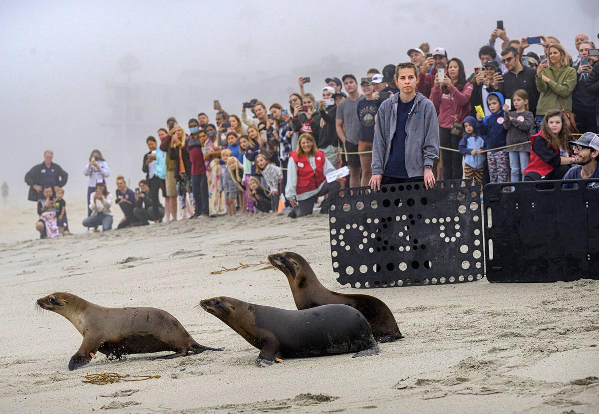 Sea lion strandings on San Diego beaches reach record numbers