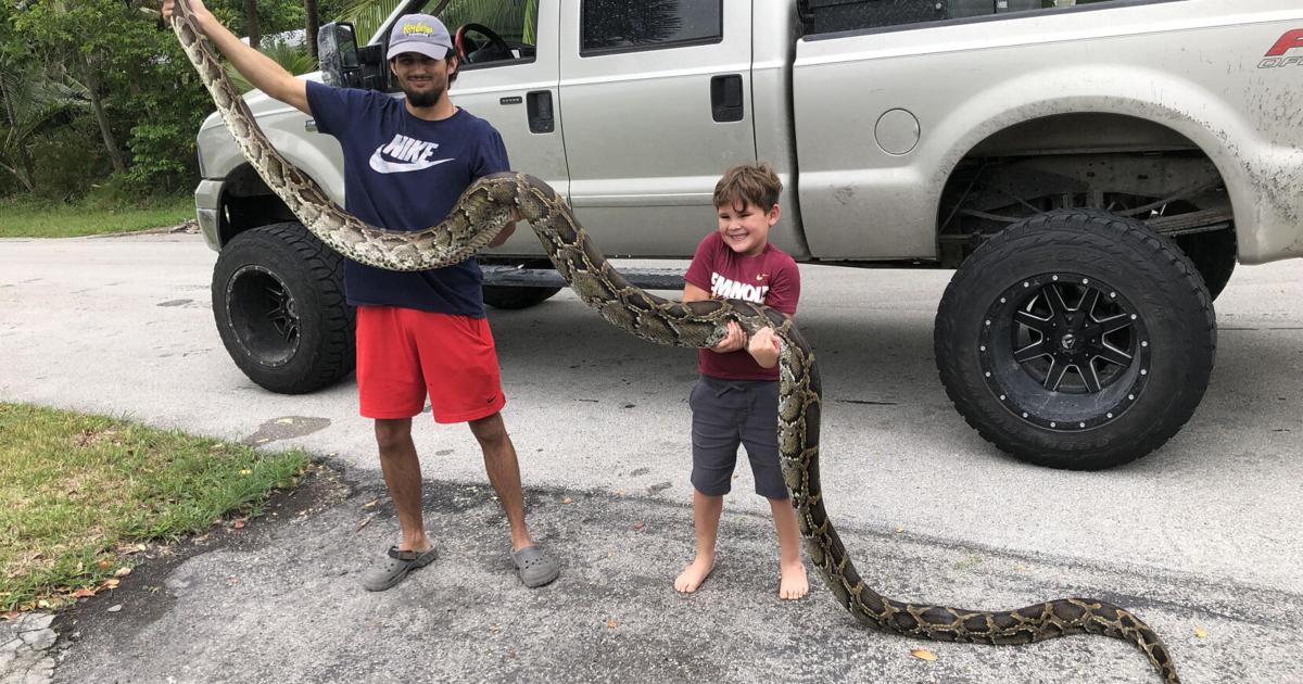 This year’s Florida Python Challenge winner wrangled 28 snakes. Here’s ...
