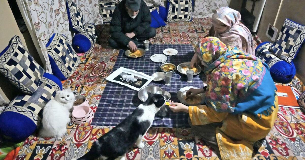 Pets contribute to greenhouse gases like us. Here’s how to reduce their carbon pawprint | Lifestyles