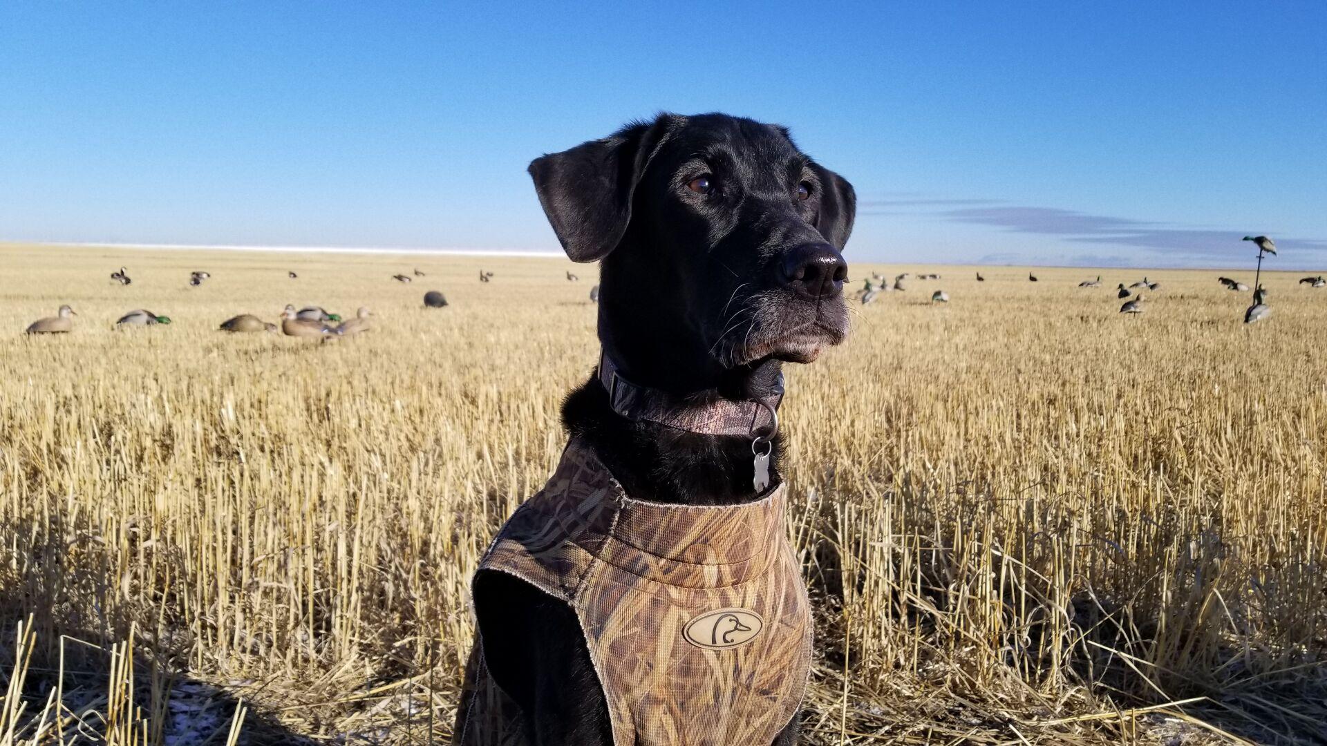 Mackenthun Pet S Death Leaves Large Void In Family Local Sports Mankatofreepress Com