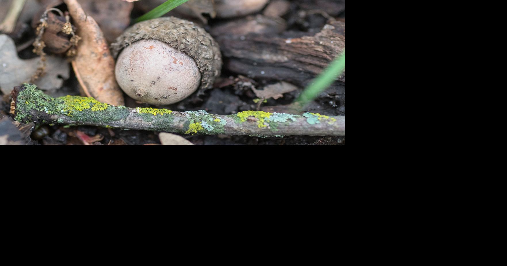 There's no mystery behind oak tree masting It's a cycle of nature Local News
