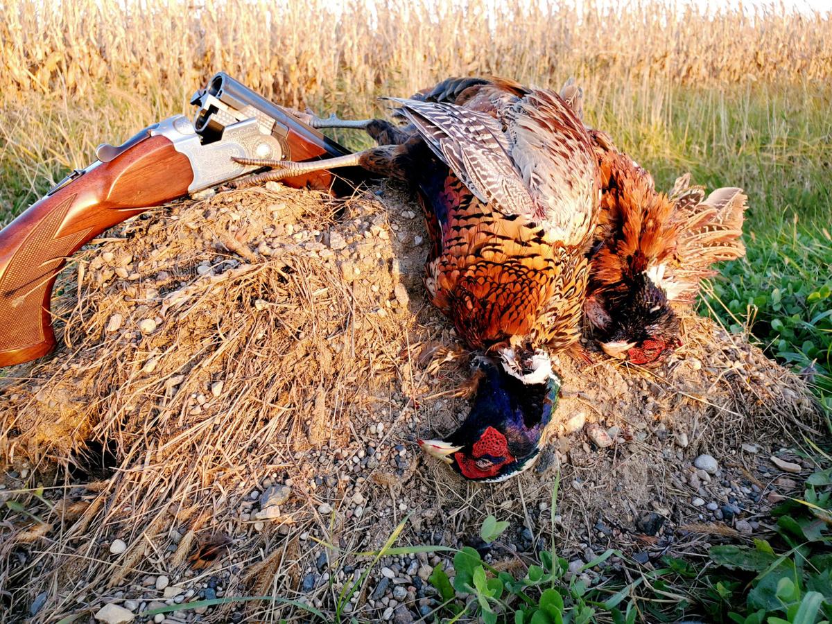 Outdoors Pheasant Hunting Prospects Low In South Central Minnesota Outdoors Mankatofreepress Com