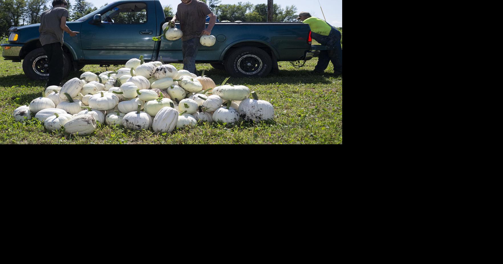 Roadside pumpkin seller says his season is in full swing