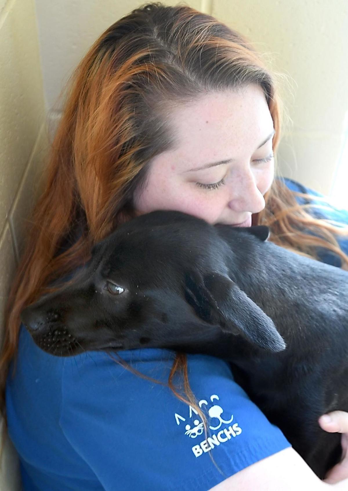 Dogs Come To Benchs From Hurricane Local Red Cross Volunteers