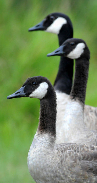 Canada geese can you hotsell eat mayo