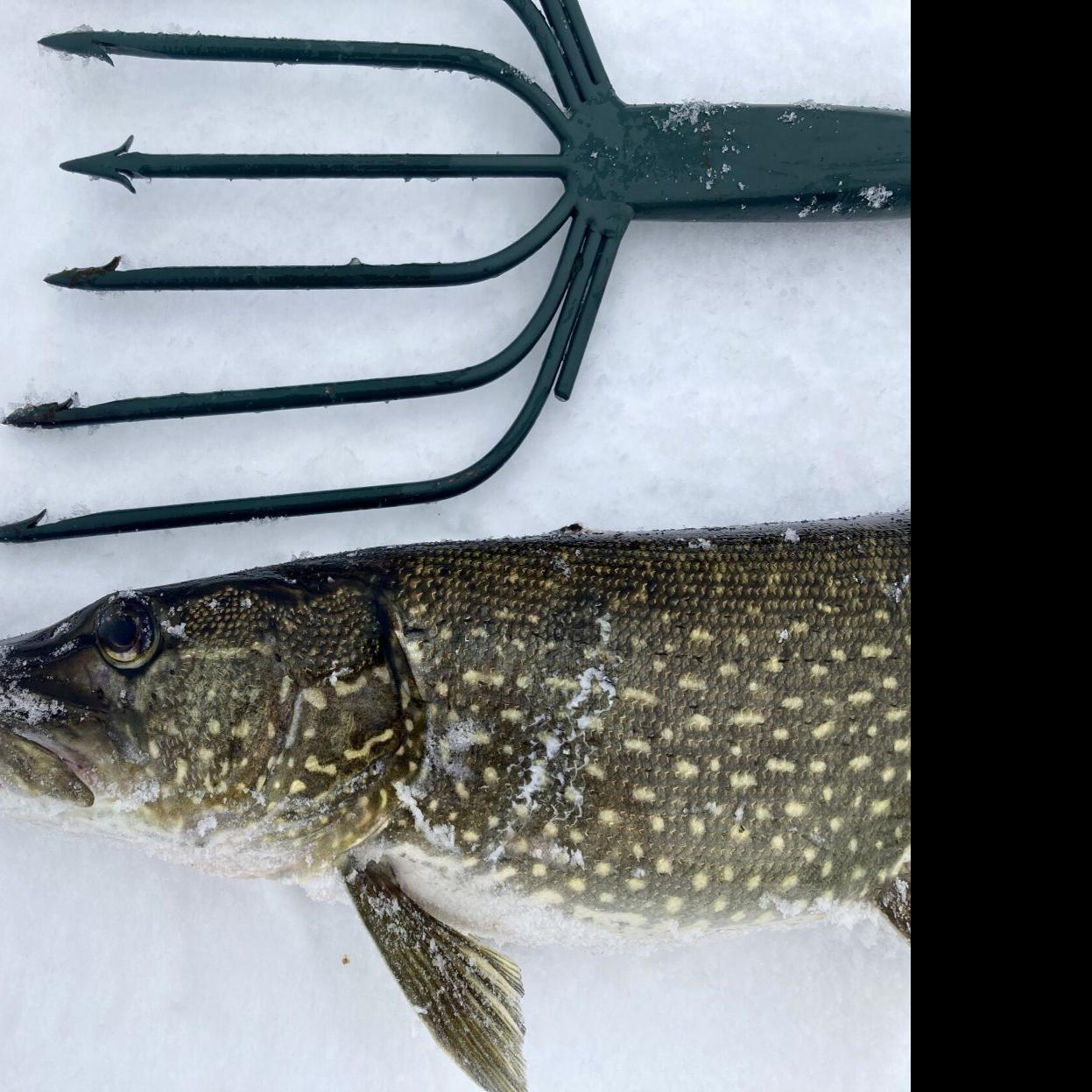 Heilman: Number of people spearing pike has declined sharply, Local Sports
