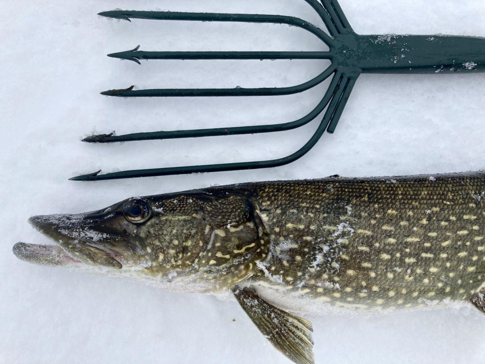 Heilman: Number of people spearing pike has declined sharply