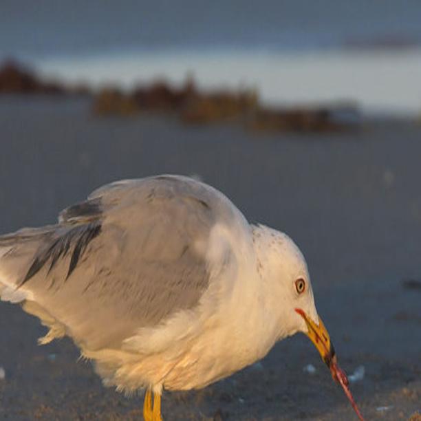 Morrison: Florida's fish, birds, tourism all infected by red ...