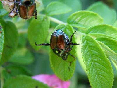 Garden Chat Japanese Beetles Easier To Control At First Spotting Columns Mankatofreepress Com