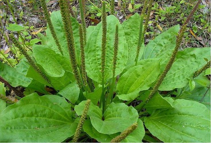 Transitioning your plants correctly is vital | Lifestyles ...