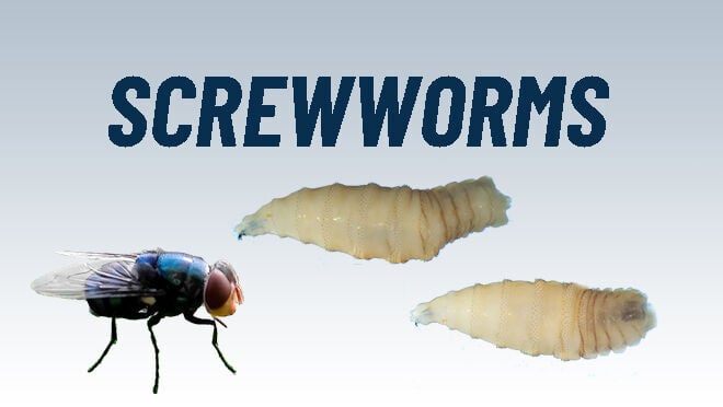 New World Screwworm pushing closer to Texas border