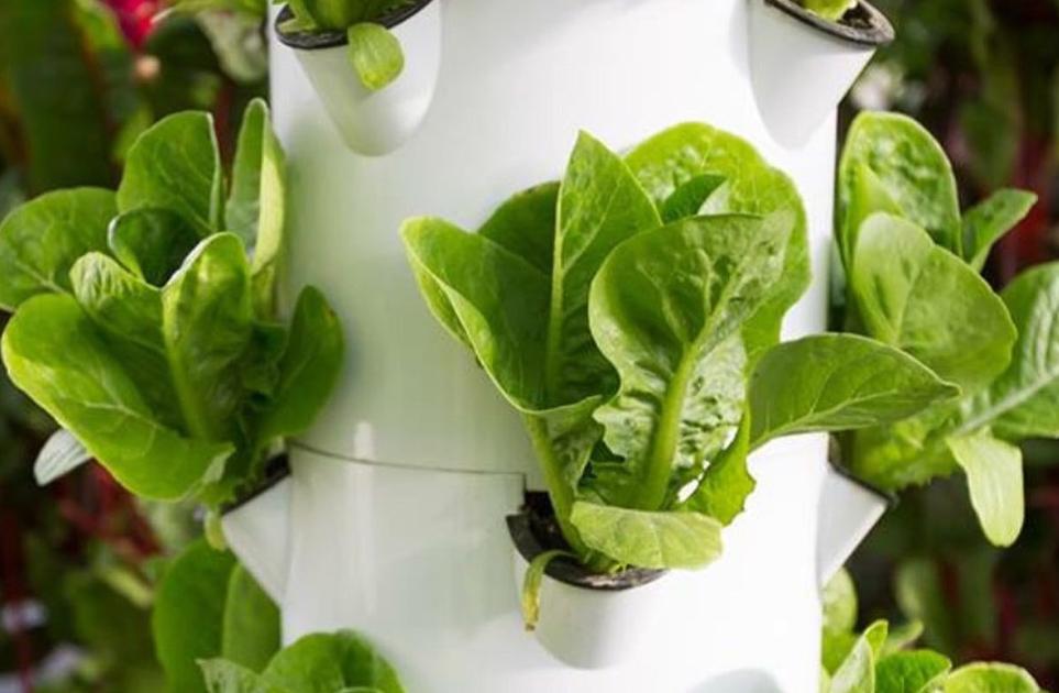 Hydroponic lettuce grown at Summerfield, sold locally
