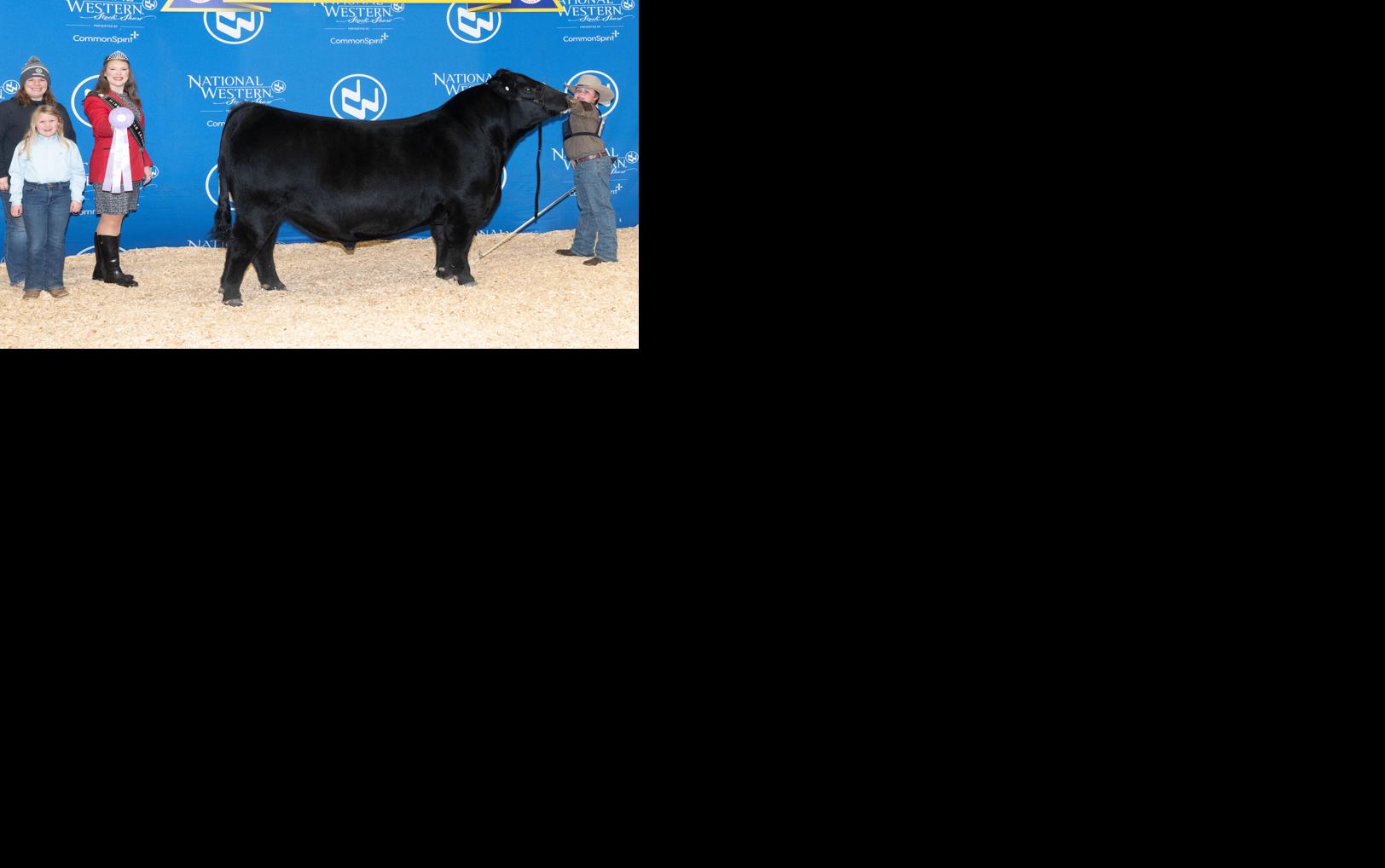 Thummel shows bulls in Colorado | News | Maryville Forum