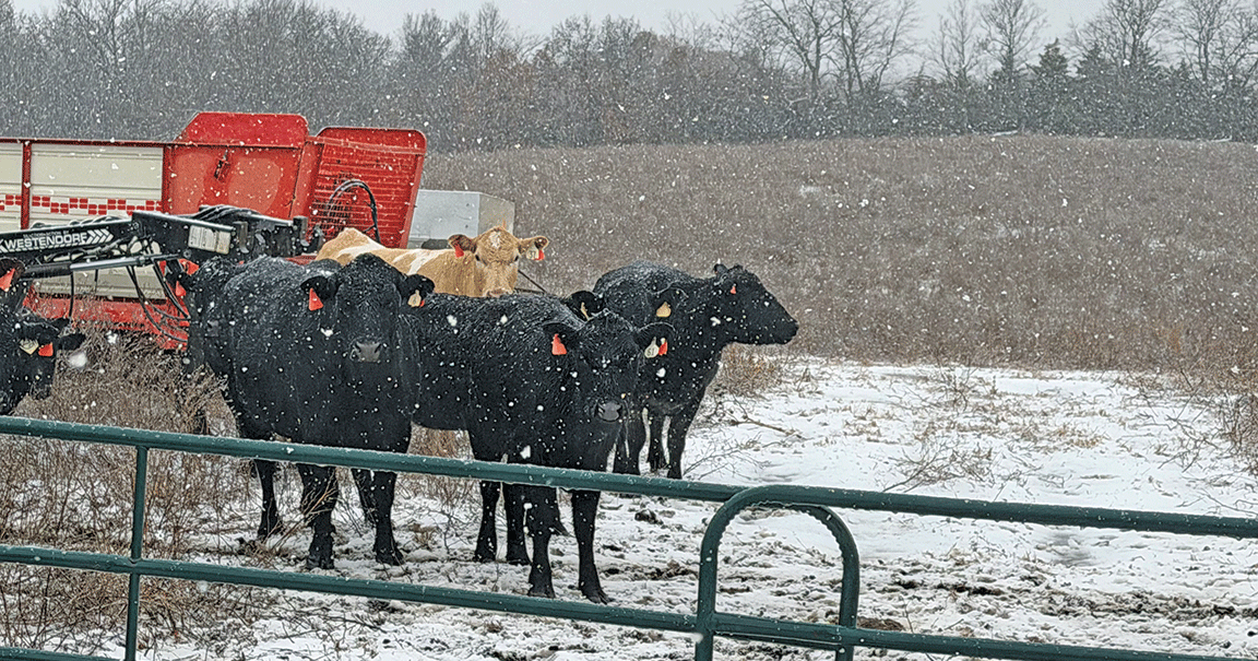 U.S. cattle inventory declines again