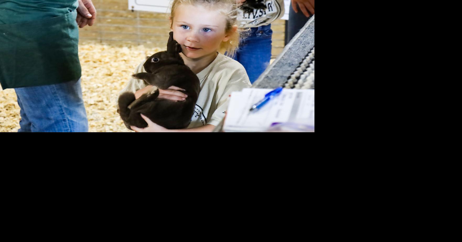Gallery: Nodaway County 4-H/FFA Rabbit Show | Multimedia | Maryville Forum