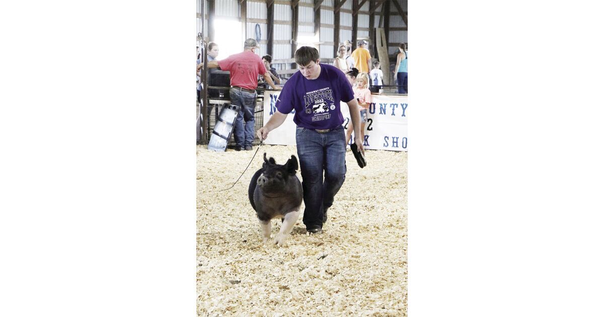 Swine steal the show | Life | Maryville Forum