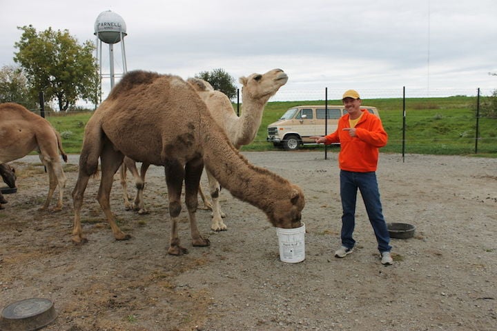 Camel ranch opens in Parnell | News | Maryville Forum