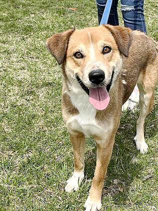 puppies for parole iowa