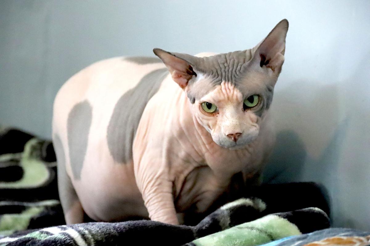 Cattery Raises Sells Unique Felines In Burlington Junction