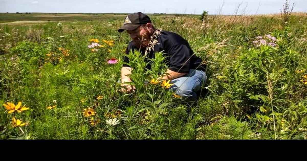 MDC restoring wildlifefriendly native grassland habitat at the Bilby Ranch News Maryville Forum