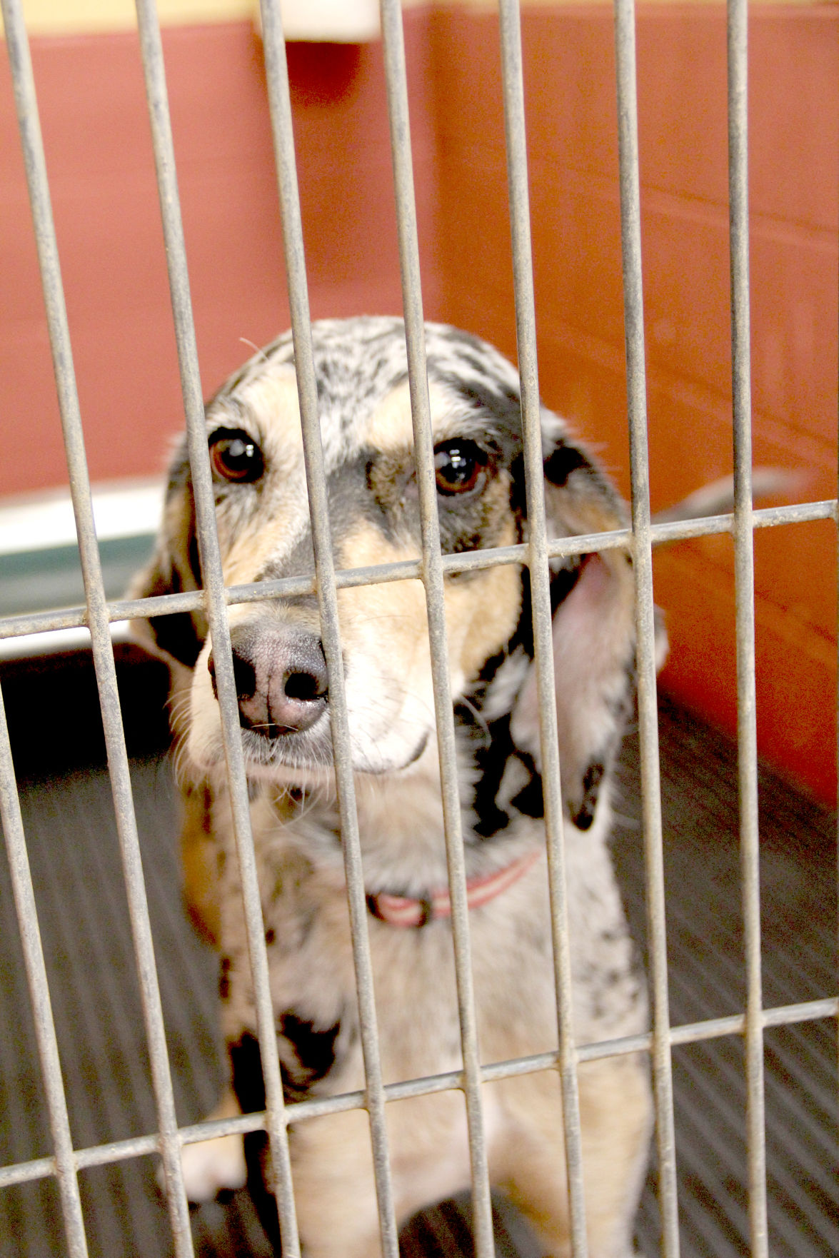 Humane Society Offers Seasonal Adoption Deals Gallery Maryville Daily Forum