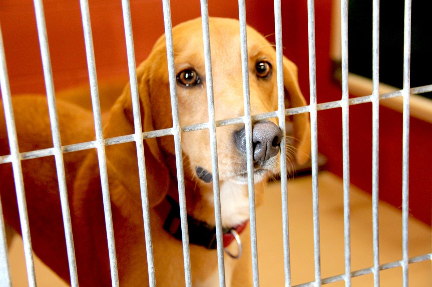 Humane Society Offers Seasonal Adoption Deals Gallery Maryville Daily Forum