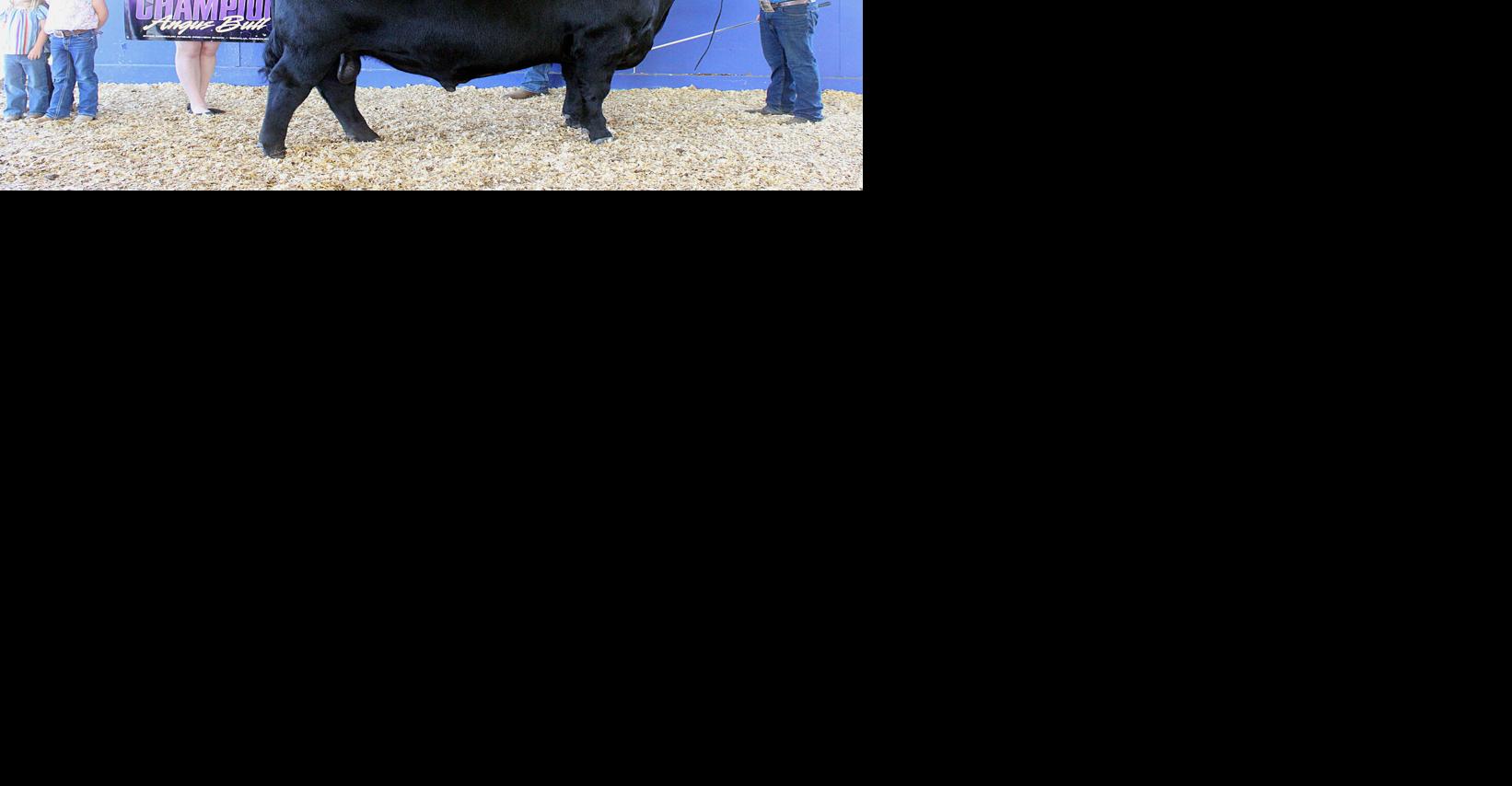 Thummel bulls take home honors at Iowa, Missouri angus shows | News ...