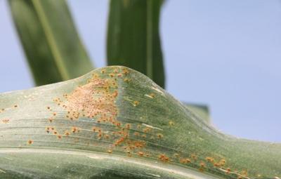 Southern Rust Reproduction Southern corn rust in NW Missouri: A look back at this year’s season ...