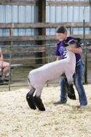 Youths show sheep at Nodaway County 4-H/FFA Livestock Show