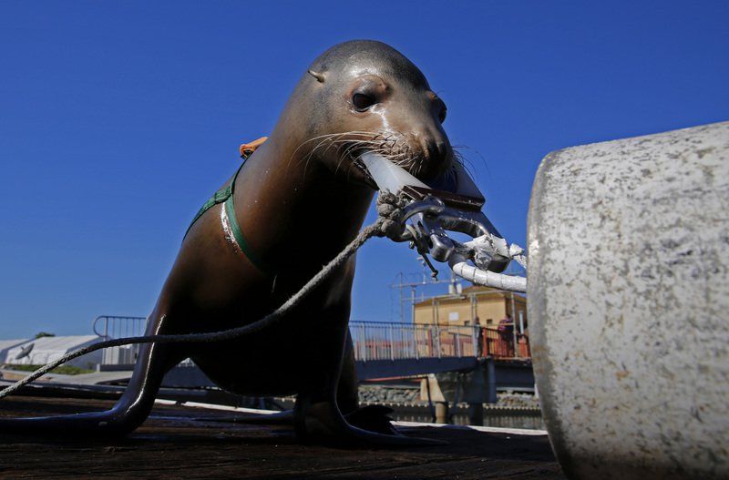 Dolphins, sea lions train for Navy deployment to overseas trouble spots