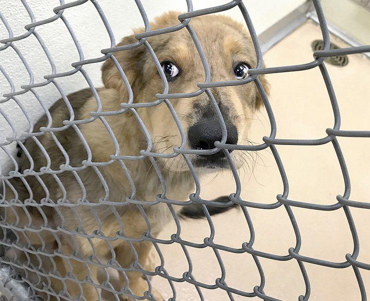 Shelter Changes Rates To Help Animals Find Homes Local News Mcalesternews Com