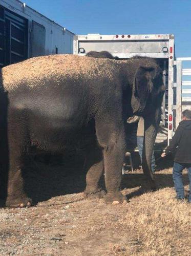 Four elephants stall highway 69 traffic in Eufaula | Gallery |  