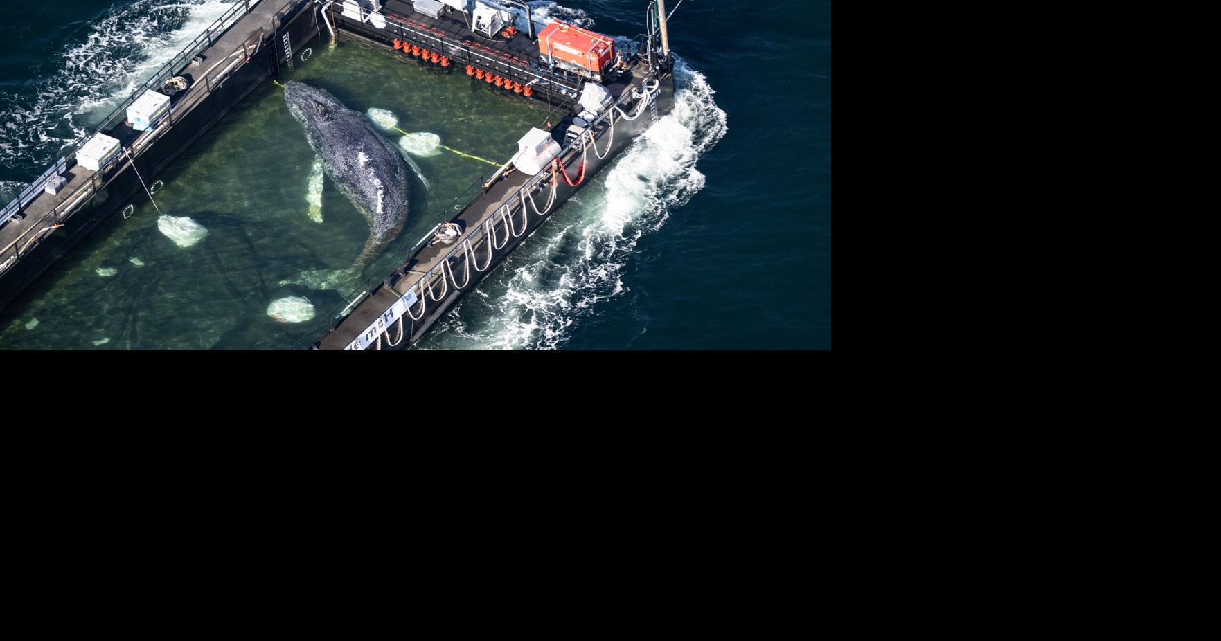 Humpback whale 'Timmy' released in the North Sea after weeks stranded off Germany