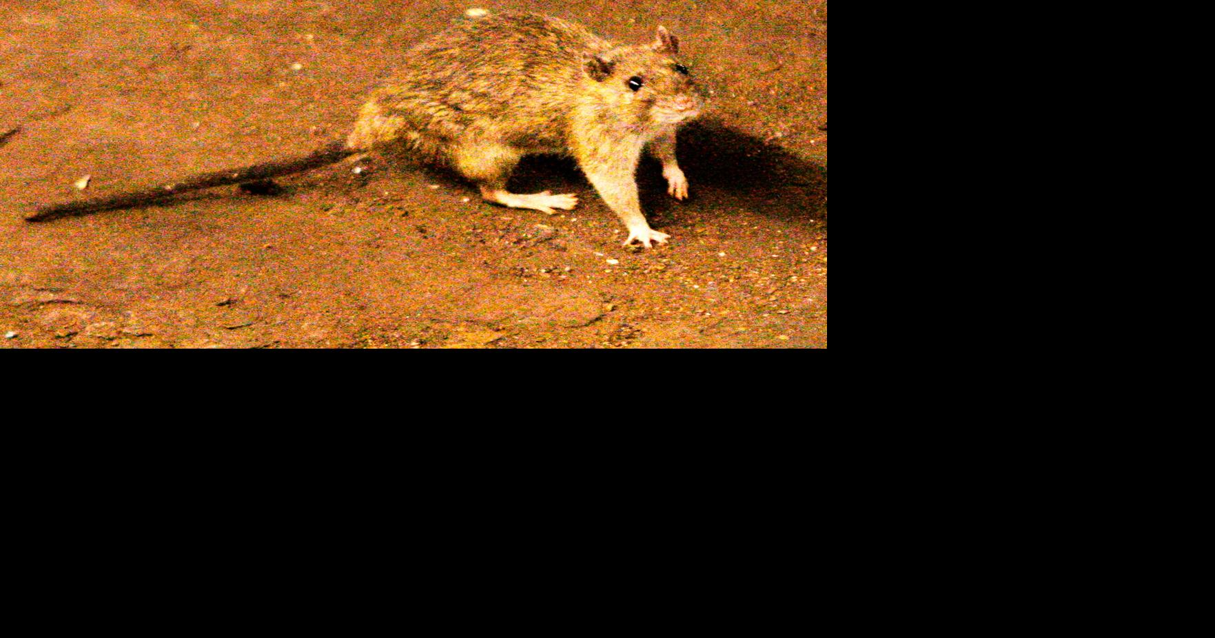 A suspected hantavirus outbreak on a cruise ship in the Atlantic Ocean kills 3 people, WHO says