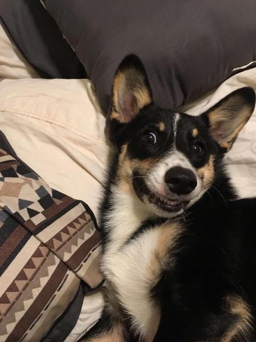 12. Koa the dog