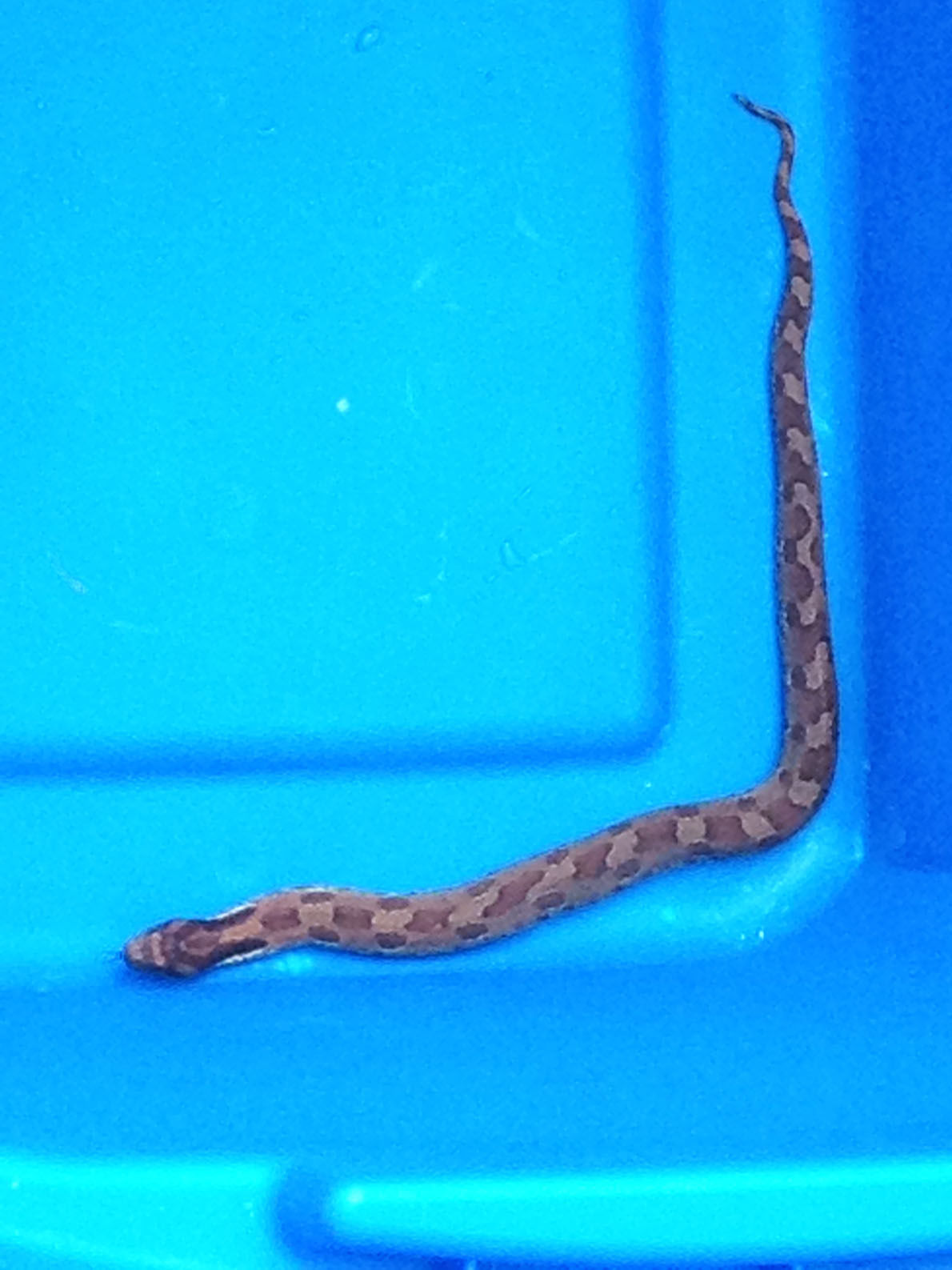 Copperhead Found In Backyard Pool Local News Mcalesternews Com