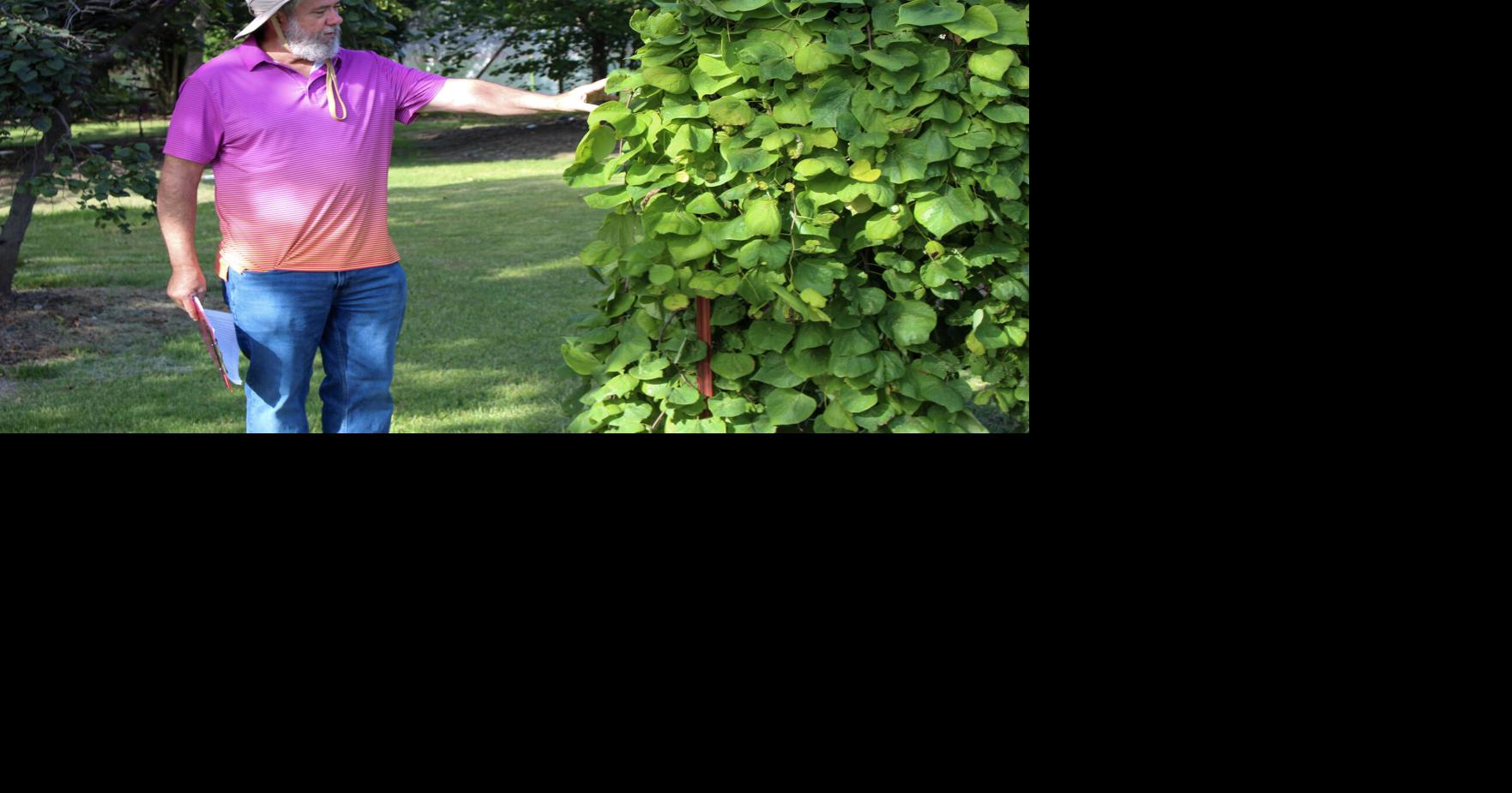 Tree Walk teaches community about plant species