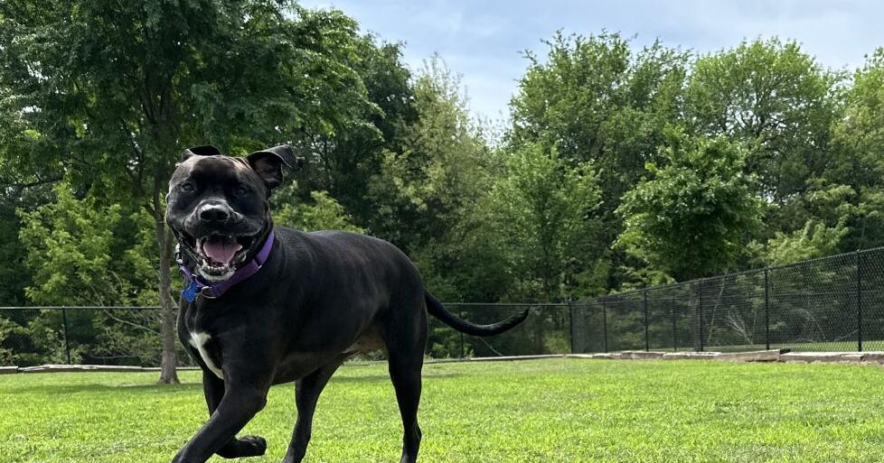 Pet Plan: City offers option to nuisance pet fine - Vimarsana News