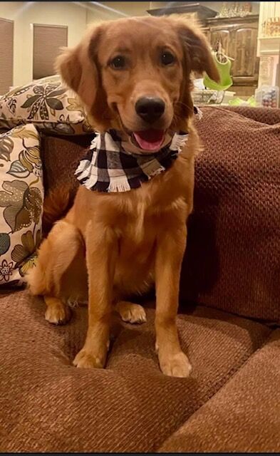 1. Izzy the dog
