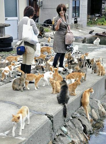 Japan's “cat island” Aoshima is being overwhelmed by tourists